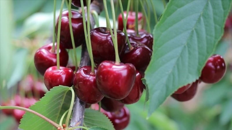 Türkiye'nin üretimde ve ihracatta dünya lideri olduğu tarım ürünleri
