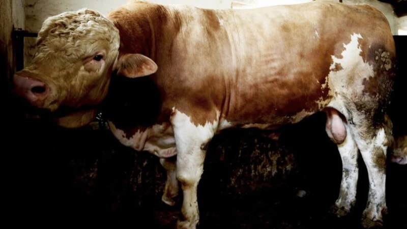 Sakarya'da 1 tonluk tosun 250 bin liraya satıldı