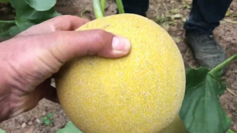 Manavcıların sırrı: Kavunu böyle seçin, bal gibi çıkacak…