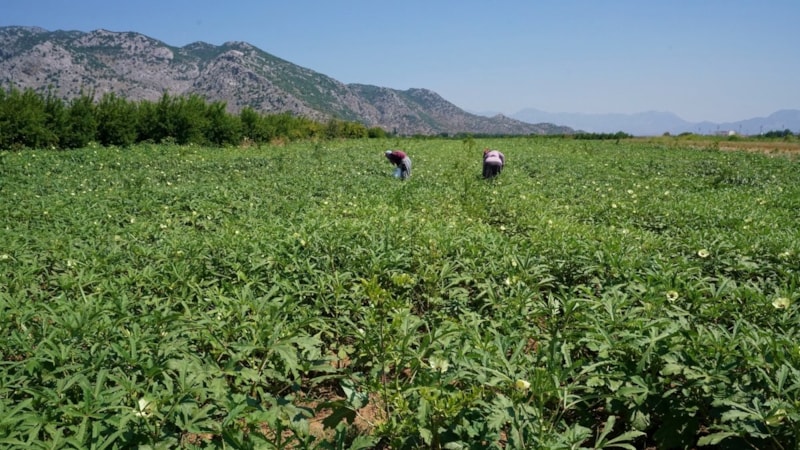 Aydın'da hasadı başladı, fiyatı altın değerinde! Çiftçiler bayram ediyor