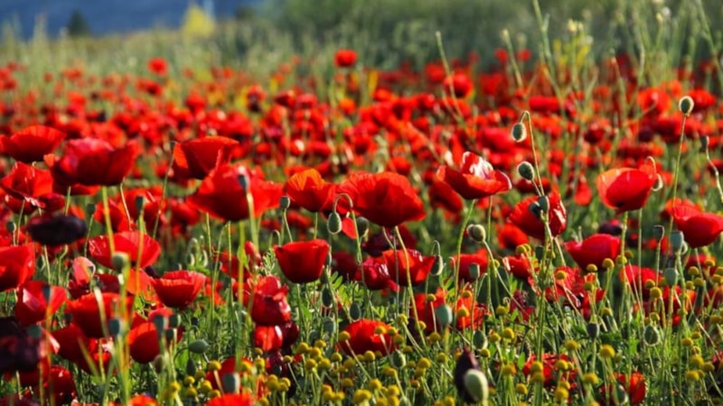 Kahramanmaraş'ta gelinciklerden görsel şölen