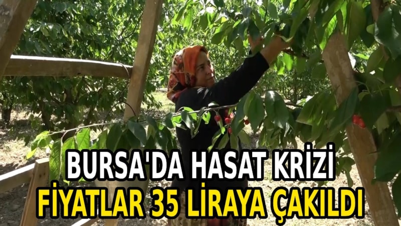 Bursa’da hasat fiyatları dibe vurdu, çiftçiler perişan! Tarlada kilosu 35 lira