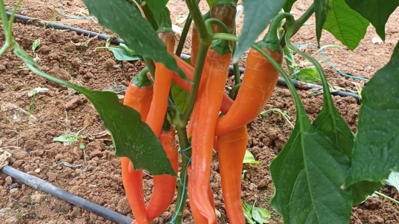 Samsun'da yüksek sıcaklık ve kuraklık stresine dayanıklı biber yetiştiriliyor