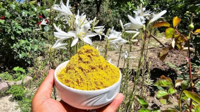 Tokat'ta yetişen akzambak çiçeğinin faydaları çok, fiyatı dudak uçuklatıyor