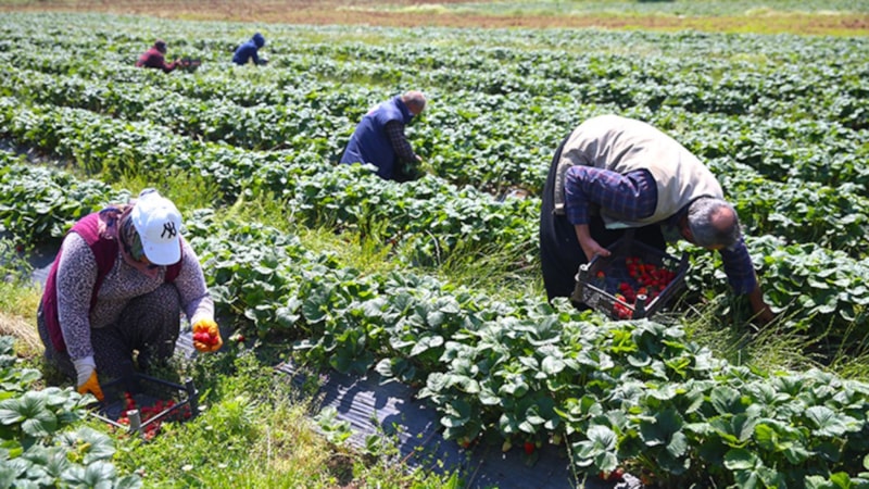 Çilek bahçeleri, Kahramanmaraş'ta göçü tersine çevirdi