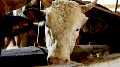 Diyanet İşleri'nden kredi kartıyla kurban fetvası