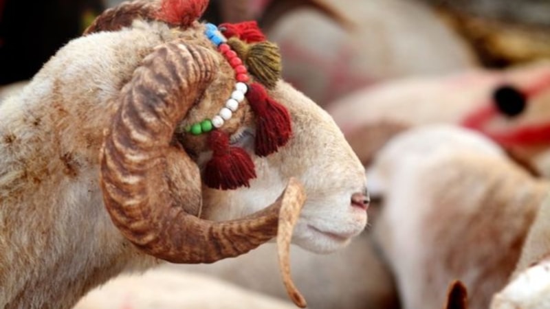 Bu 3 özelliğe sahip kişiler kurban kesmekle yükümlü! İşte kurban kesmenin şartları
