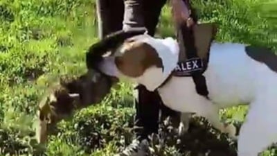Esenler'de pitbull, saldırdığı kediyi parçaladı