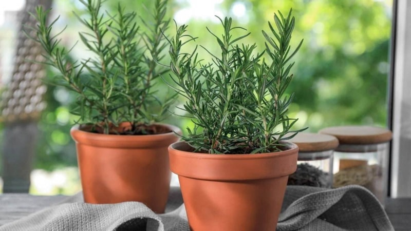 Şifa dağıtan 5 bitki:  Yetiştirenlerin evine hastalık giremiyor