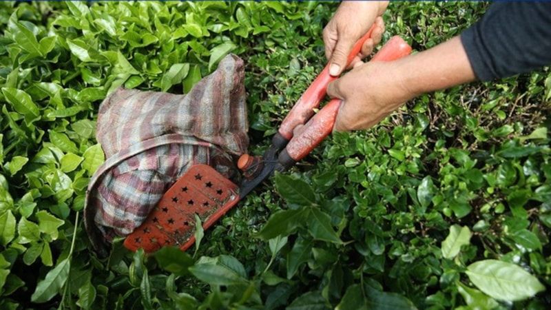 Türk çayı ihracatı 5 ayda 12 milyon doları aştı: En fazla ihracat Rize'den