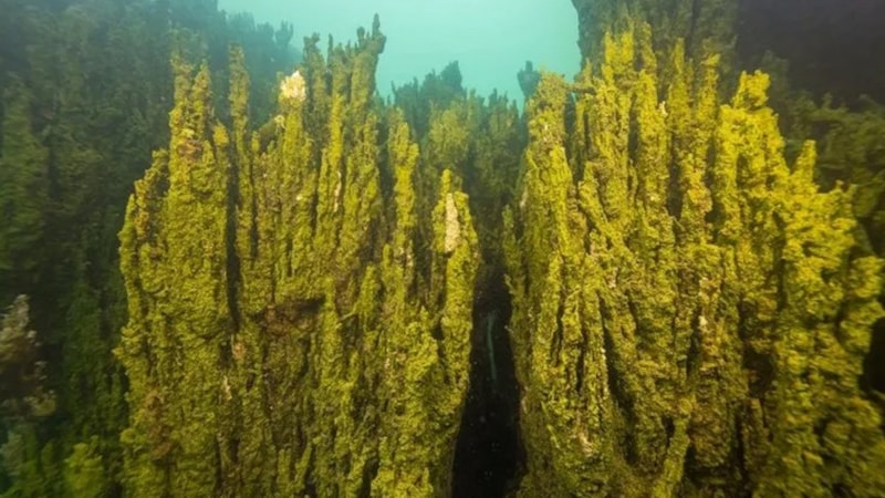 Van Gölü’nde bulundu, görenleri adeta büyüledi! Tam 17 metre…