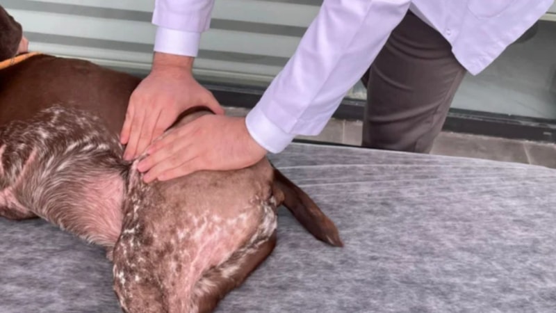 Samsun'da köpekten kaçan veteriner yaralandı