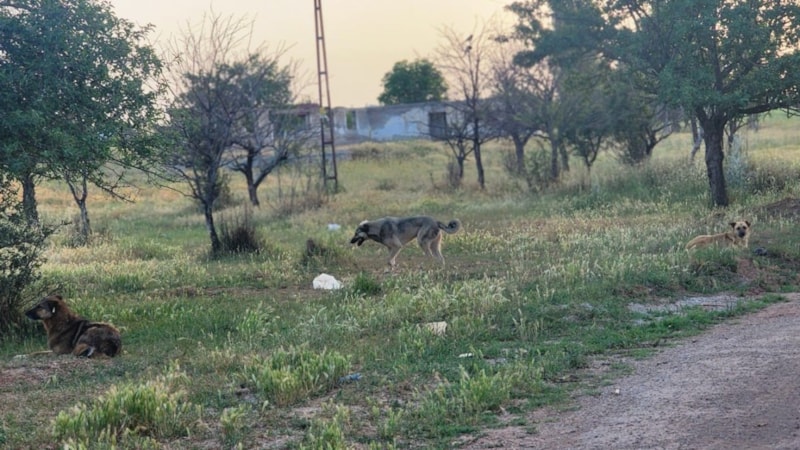 Ankara'da başıboş köpekler 4 koyunu telef etti
