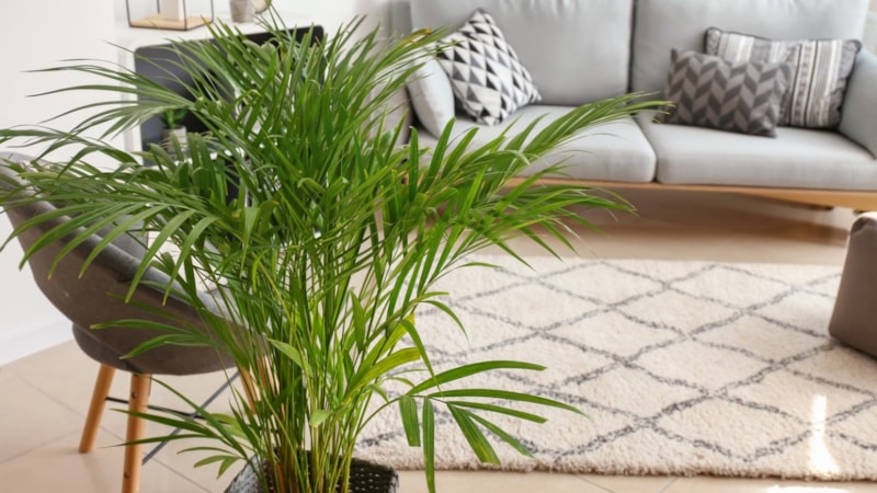 Sıcaklığı emiyor: İşte evi klima gibi serinleten bitkiler