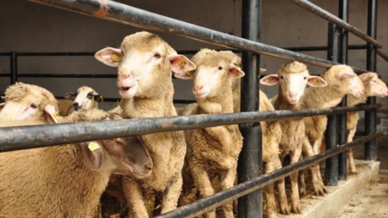 Borcu olan kurban kesebilir mi? Borç varken kurban kesilir mi?