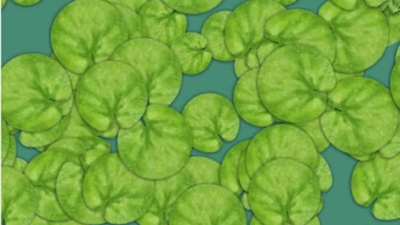 %2'si Başarabiliyor: Kurbağayı Gör, Zekanı ve Odaklanma Yeteneğini Kanıtla!