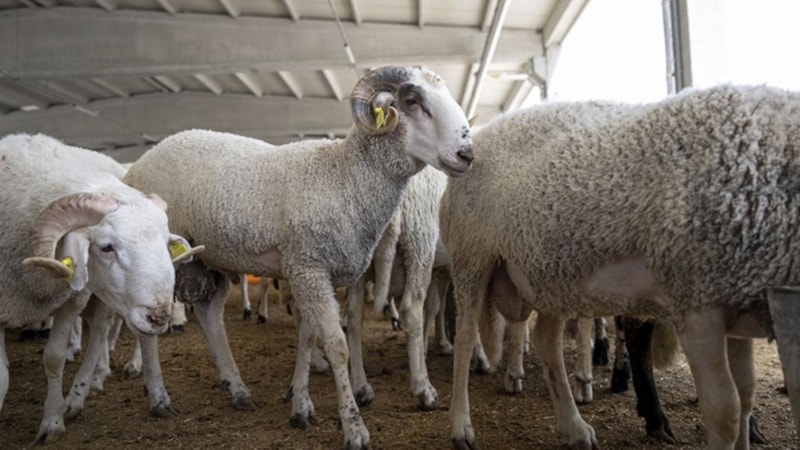 Hayvan yetiştiricileri, kurbanlık alacaklara çağrı yaptı