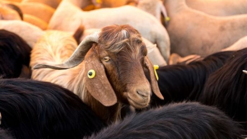 Kurban duası 2024 | Kurban kesilirken nasıl dua edilir, hangi dualar okunur? Kurbanda okunacak dua