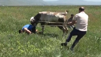 Erzurum'da kaçan dananın sahibi boynuz darbelerinden son anda kurtuldu