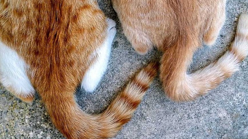 Bazı hayvanların neden kuyruğu var? Bakın ne işe yarıyor