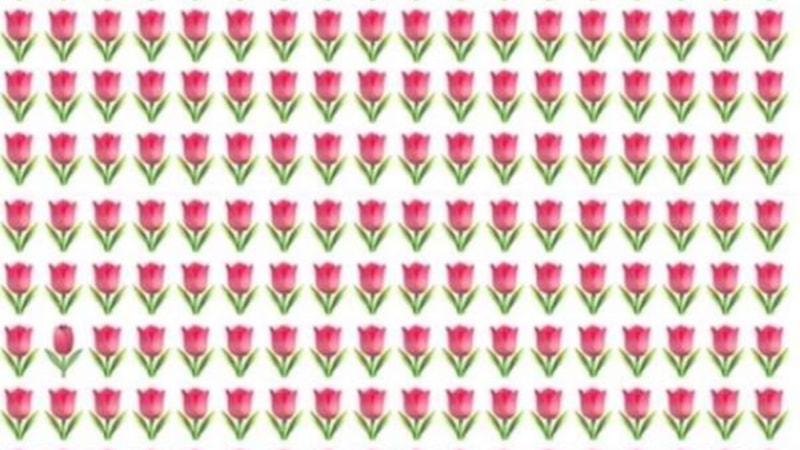 Zeka oyunu: Farklı laleyi 9 saniyede bulun, olağanüstü zekanızı kanıtlayın...