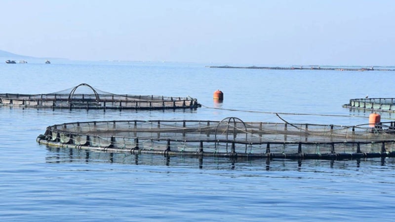 Türkiye'den kültür balıkçılığında üretim rekoru