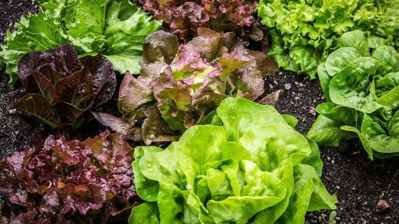 Çöpe atmaya son! Yeşillikleri taze tutmak için bu yöntemleri uygulayın