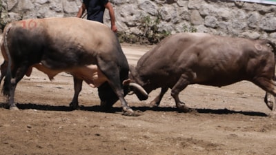 Ayder'de kıyasıya boğa güreşleri