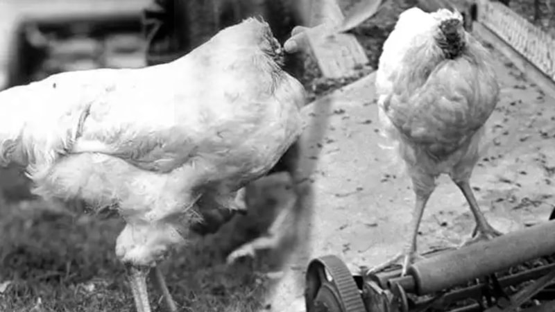 Başı koptuktan sonra 18 ay yaşadı! İşte, başsız tavuk Mike…