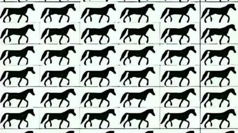 Optik zeka testi: Dikkatli olun, üç bacaklı atı bulun...