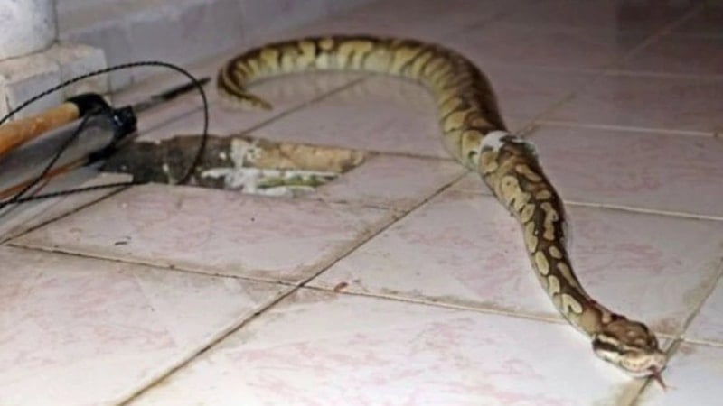 Yılanlar bu renge yaklaşamıyor! Duyan evini aynı renge boyuyor…