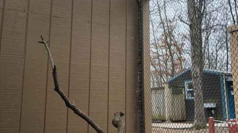 İnsanların %99’u kaçırıyor! Resimdeki gizli baykuşu 7 saniyede bulan, zekasını ispatlıyor