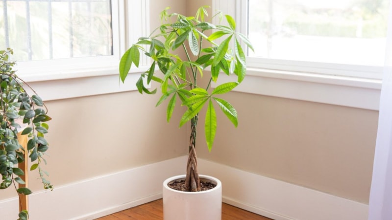 Bolluk bereket getiren bitki: Yetiştiren, zengin oluyor...