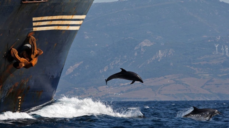Yunusların gemilerin önünde yüzmelerinin nedeni bakın neymiş…