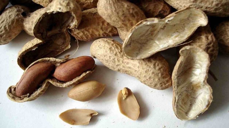 Çöpe atan yazık eder! Yer fıstığı kabuklarını kaynatın o sorunlara veda edin…