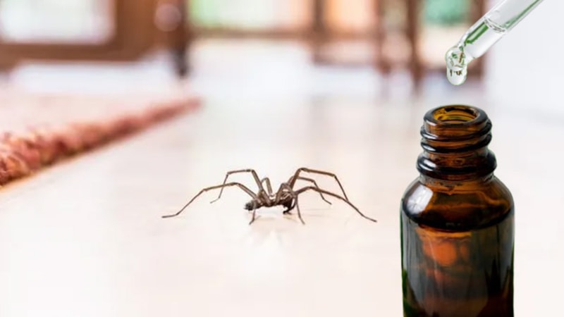 Evde tek bir tane örümcek kalmayacak! Birkaç damla damlatın örümceklere veda edin…