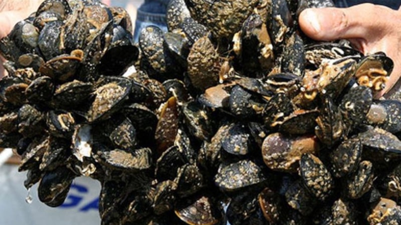 İstanbul Fatih'te 2 ton kaçak midye ele geçti: 52 bin 484 lira ceza