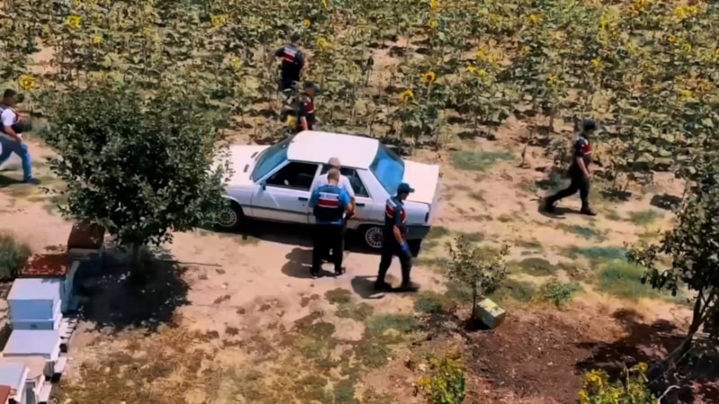 Tekirdağ’da hazine arazisinde kenevir yetiştiren şahıs yakalandı