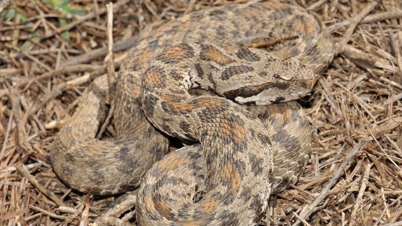 Kanser tedavisi için çapıcı araştırma! Yılan zehri sağdılar…