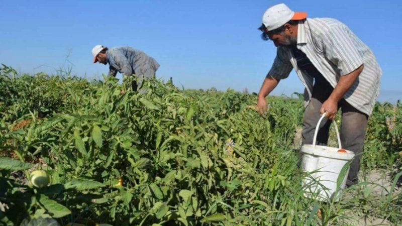 Kırmızı altın hasadı başladı: Kolesterolü sıfırlıyor… Duyan 3’er 5’er yiyor; kilosu 25 lira