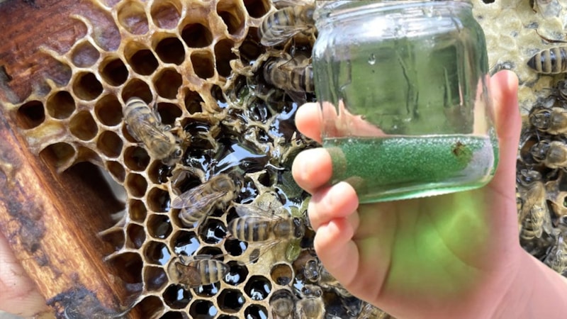 Kovandan çıkan yeşil bal şok etti! Sadece rengi değil kilosu da dudak uçuklattı…