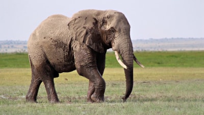 Bilim insanları araştırdı: Fillerin de kendilerine ait isimleri var