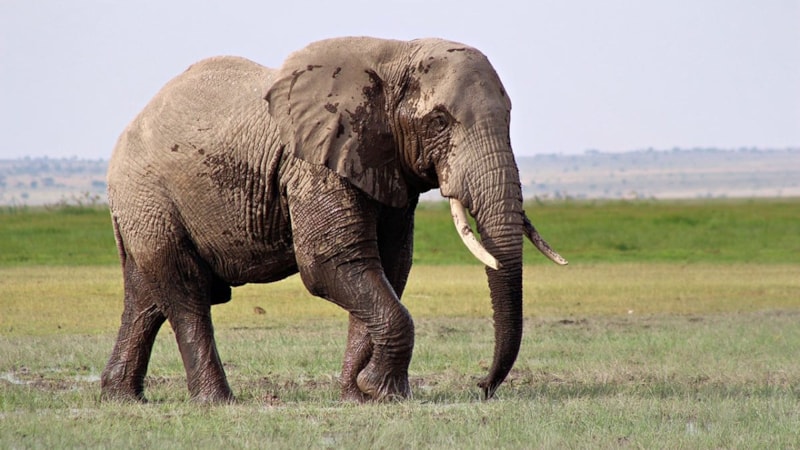 Bilim insanları araştırdı: Fillerin de kendilerine ait isimleri var