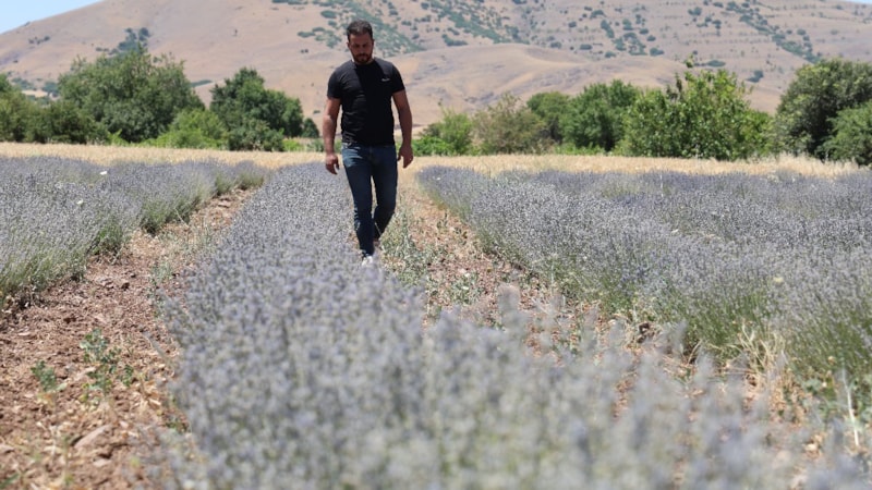 İnternette görüp lavanta üreticisi oldular