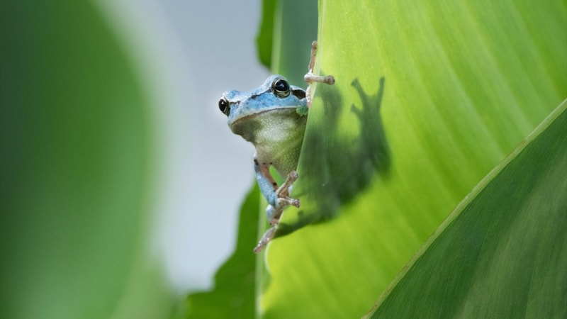 Mavi renkli ağaç kurbağası Bursa'da ortaya çıktı