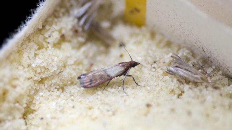 Güve oluşumunu engellemek için bakın ne yapmak gerekiyormuş...