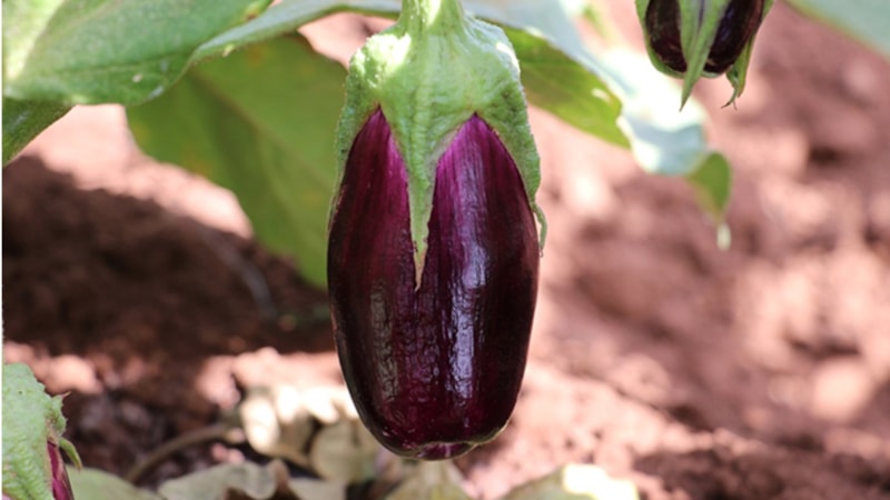 Kilis'e özgü 'Zabaran patlıcanı'nın hasadına başlandı