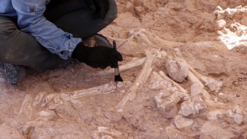 Sadece filmlerde görüyorduk! Korkunç bir tür ortaya çıktı: Tam 100 milyon yıl önce…