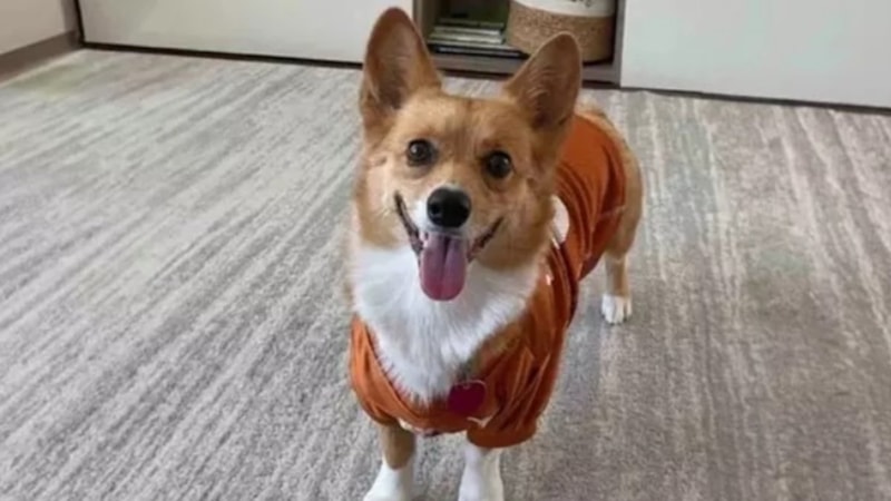 Türkiye- Avusturya maçını bilmişti! Kahin köpek Funny’den Türkiye-Hollanda maçı tahmini…