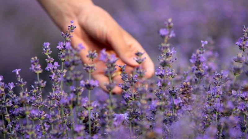 Batman, Hasankeyf’te lavanta hasadı başladı